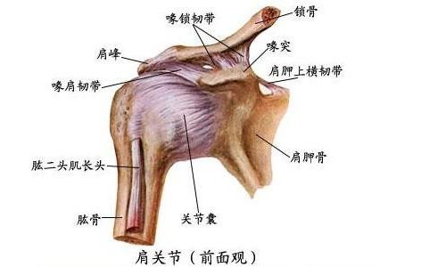 靠近心脏位置的就是近端,这里指的骨部的远端,应该指的是锁骨头肩峰处