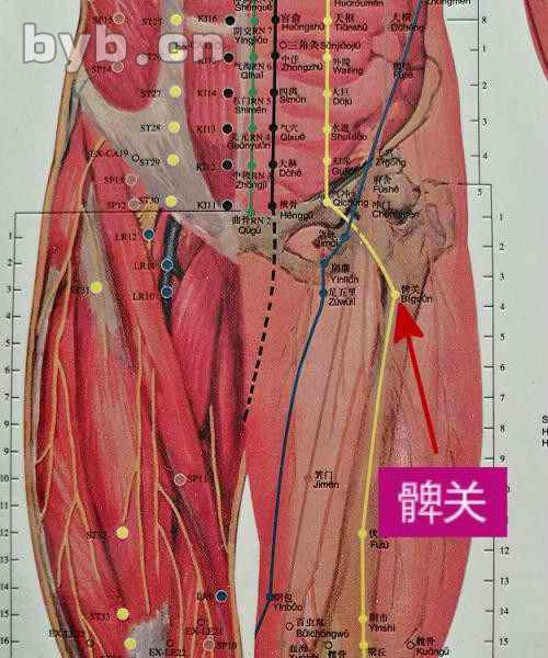 穴位的故事063髀关:食欲不振