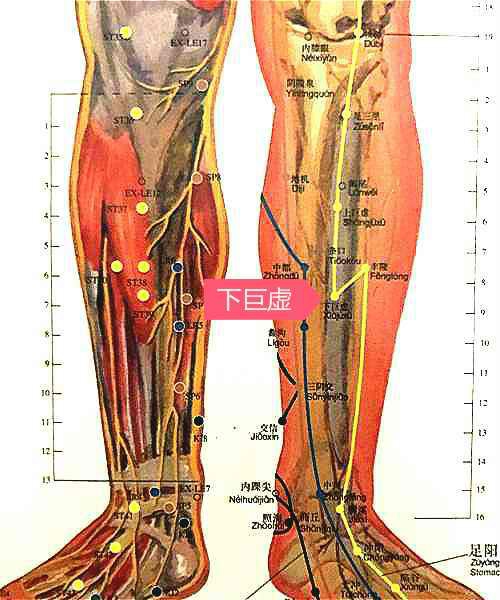 下巨虚,它是治疗小肠病的要穴