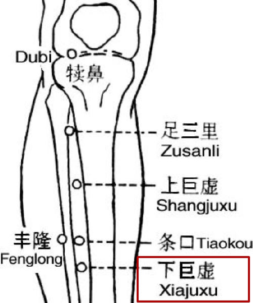 下巨虚,它是治疗小肠病的要穴