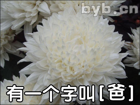 byb.cn