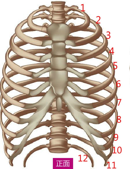 说实在的,这肋内还真不好数,都说人体有12对肋骨,可我怎么就数不够呢?