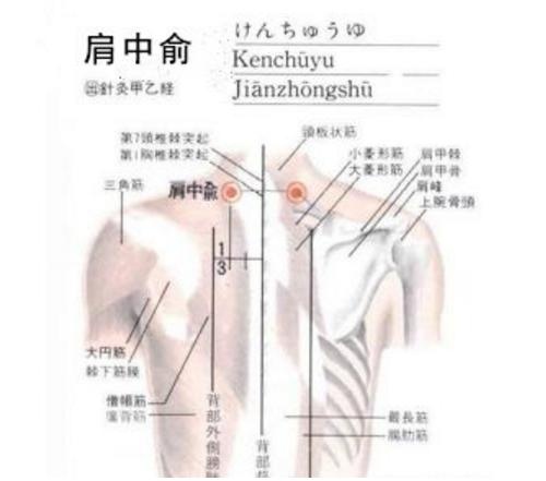 其中这个" 中"字,尤其是在与肩外俞穴的位置相比上,它更靠近人体的