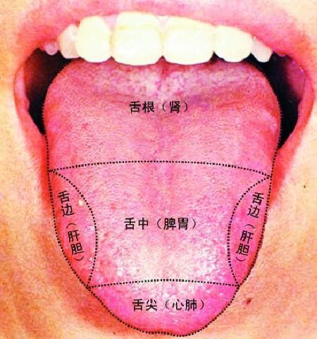 舌根在哪个位置图片
