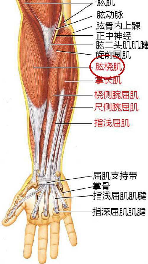 网球肘疼痛的部位主要在肱桡肌上,刚好是下廉穴的所在地
