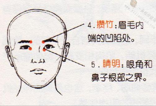 攒竹的准确位置图片