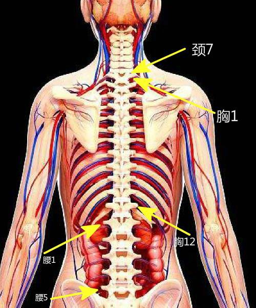 胸椎的准确位置图图片