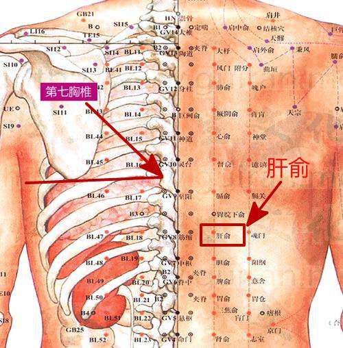 【定位】:在背部,当第9胸椎棘突下,旁开15寸