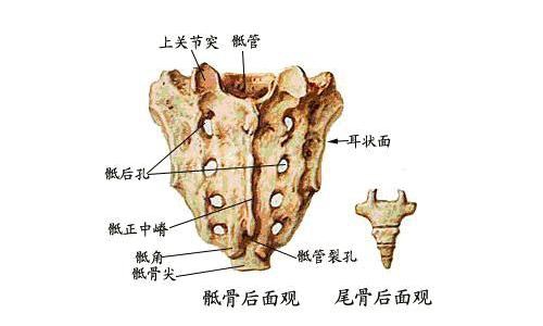 骶右后位图片图片