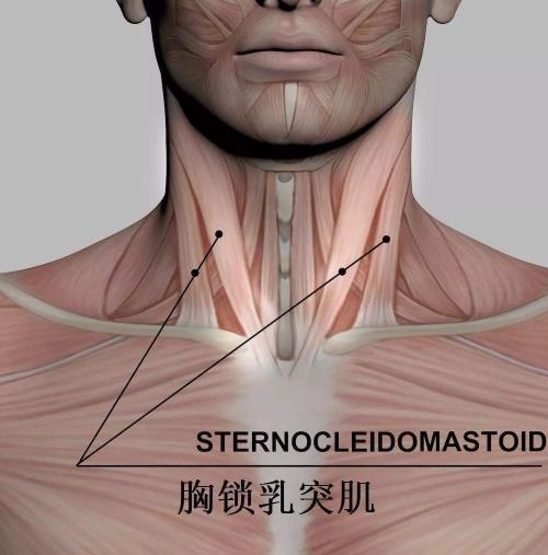 颈总动脉和胸锁乳突肌图片