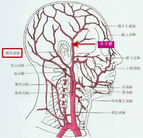 耳后动脉位置示意图图片