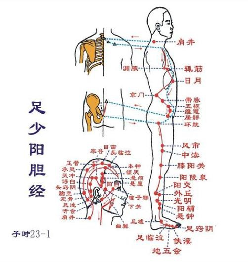 人体六经走向图图片