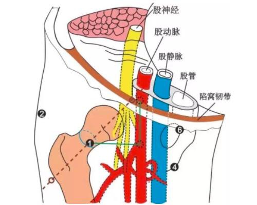 股动静脉的解剖关系图片