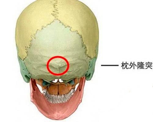 曾经特别提及了一个特殊的定位点,就是枕外隆突