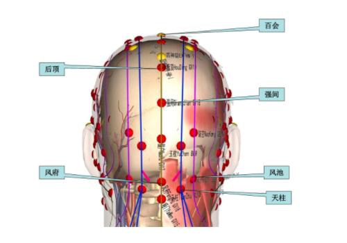 后脑勺致命部位图展示图片