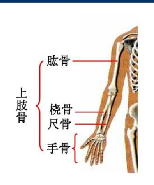 【解剖】:在小指伸肌与尺侧腕伸肌之间,深部为拇长展肌和拇长伸肌;布