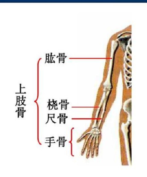 尺桡骨正常图图片